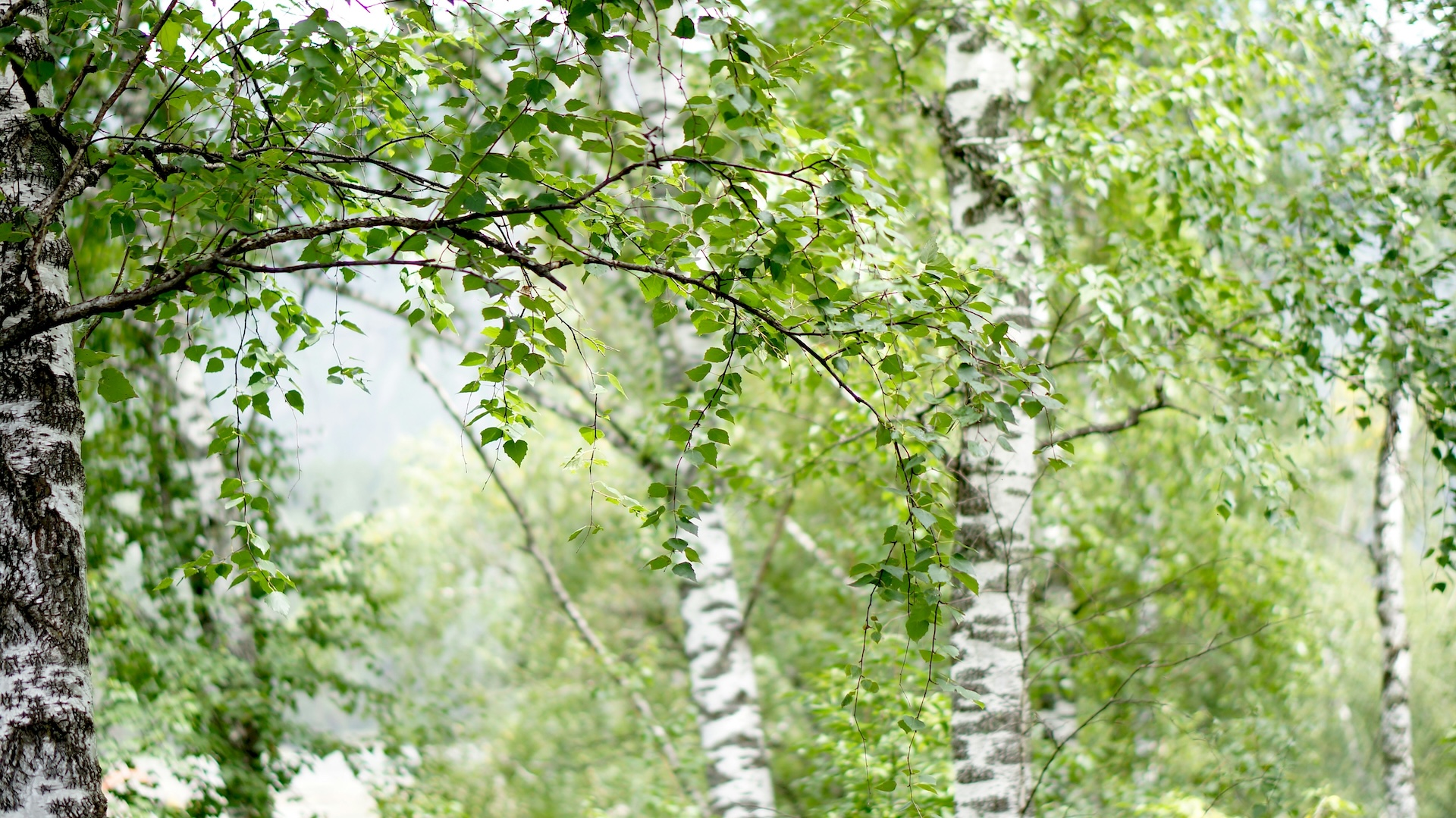 blog_pollen_birke