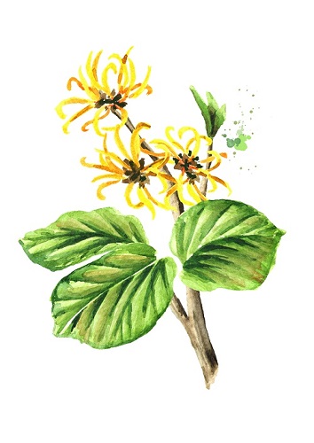 Hamamelis%20 %20Kopie %281%29